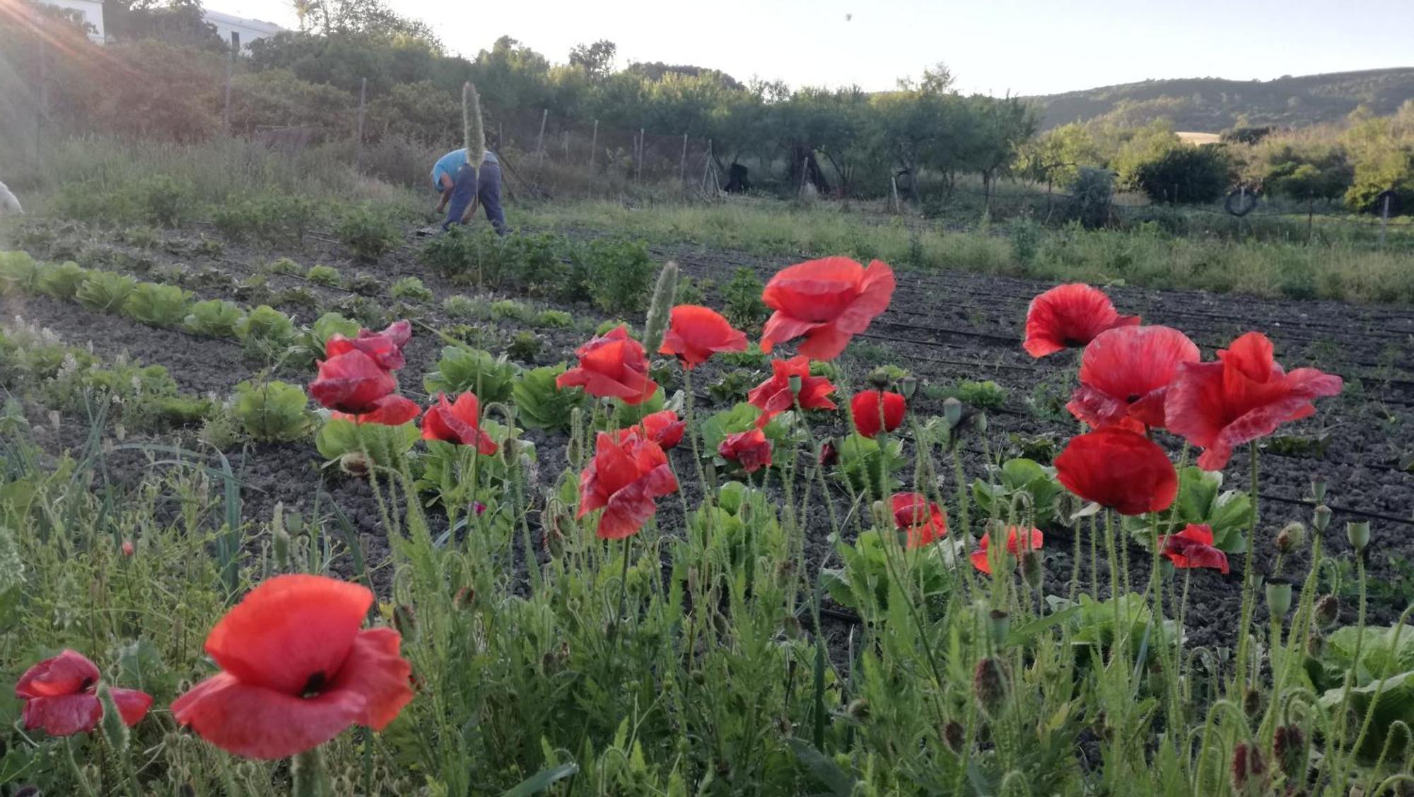 Casa Rural El Cubillo Vejer de la Frontera Eksteriør bilde